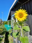 Gäststuga/attefallshus/tiny house