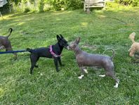 Xoloitzcuintle valpar storlek mellan skk teg
