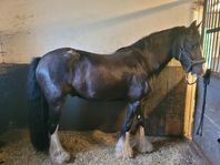 Snygg Irish cob