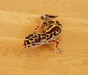 Leopardgecko Hona - 0.1 Tangerine