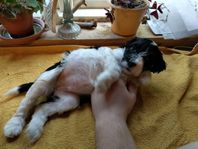 Portugisisk vattenhund