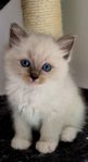 Ragdoll kattungar med stamtavla från SVERAK