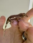 ögonfransgecko - Phantom red lilywhite 