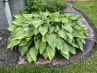 Funkia / hosta