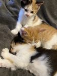 Tinga kattungar 500 kr