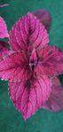 Palettblad 'Inky Pinky' sticklingar 