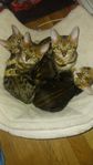 bengal kattungar med stamtavla