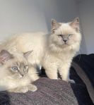 Ragdoll hane - lugn, social och kärleksfull