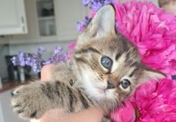 Kattungar