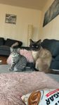 kattunge blan ras