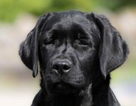 labrador tik 