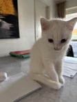 En Kattunge 