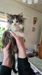 Kattungar Långhåriga Blandras 