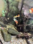 Akvariefisk och räkor