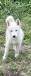 siberian husky valpar till salu