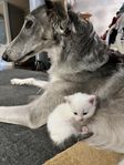 kattungar 