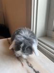 lejonhuvad/dvärgvädurs kaninungar