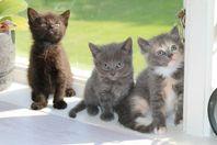 Kattungar
