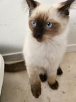 ragdoll kattungar 