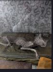 mumifierad katt