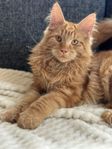 50/50 Maine Coon och Norsk Skogskatt