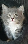 kattunge 
