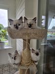 Ragdoll kattungar 