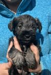 Dvärg schnauzer valpar peppar&salt