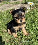 Yorkshireterrier valpar 