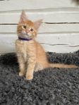 Maine Coon Kattunge
