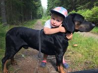 Valpar Familjehund Jakthund vildsvin jaktmaskiner