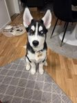 siberian husky