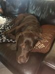 Omplacering labrador hane 