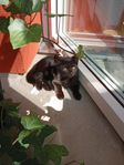 kattunge