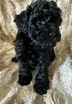 Cockerpoo/Pudel