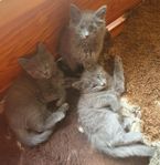 Ljuvlig Russian blue, angora och birma mix