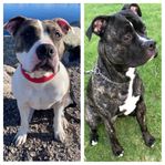 amstaff/cane Corso valpar