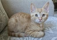 Kattungar.