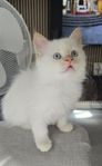 Ragdoll kattungen.