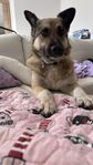 Kasia - en lojal hund för livet söker ett kärleksfullt he