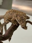 ögonfransgeckos 