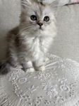 Ragdoll, Chinchillaperser, Brittisklånghår