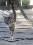 Pelle - 2årig hankatt