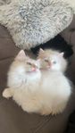 ragdoll-kattunge redo att flytta:) 