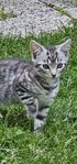 Kattungar 12 veckor gamla