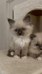 Ragdoll kattungar 