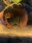 l200 pleco