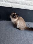 renrasiga ragdolls honor