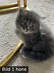 kattungar