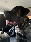renrasig Cane Corso hane - 11 månader 